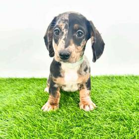 Dachshund