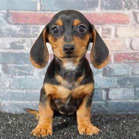 Dachshund