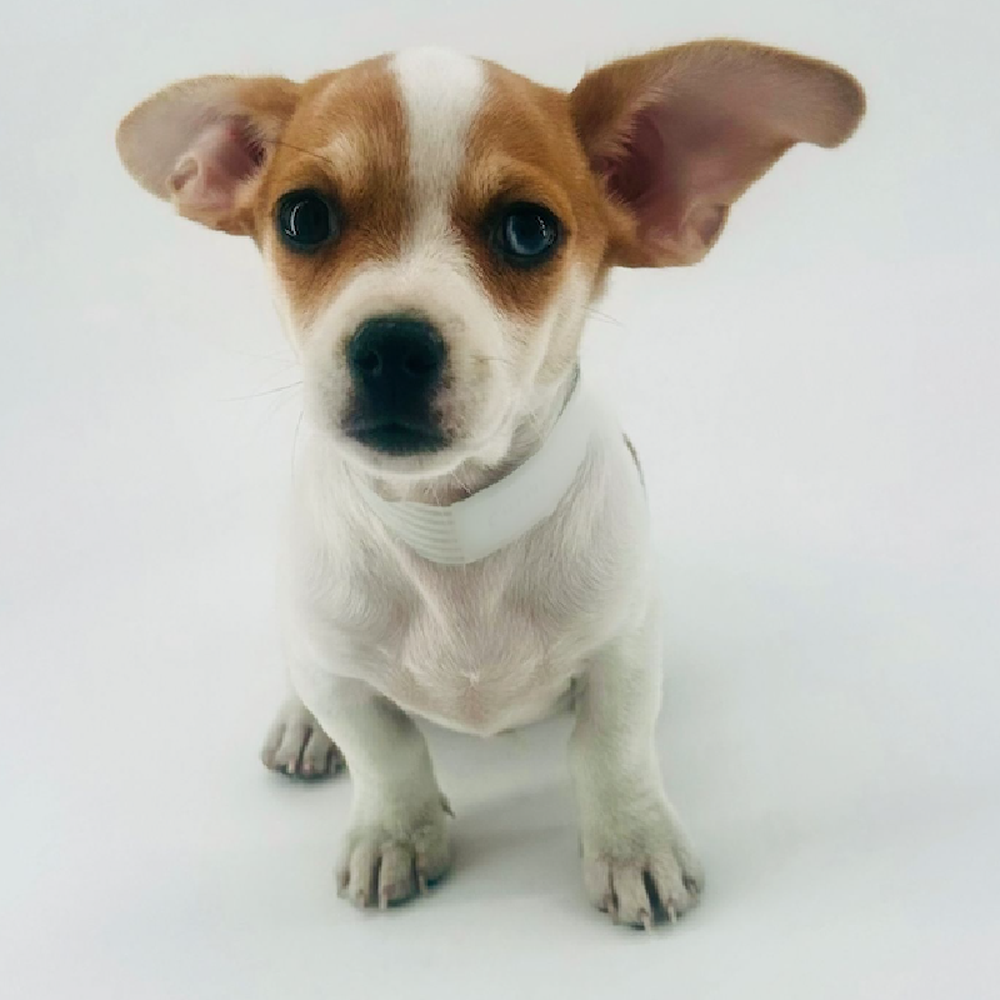 carousel pet images