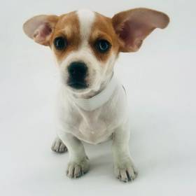 Chiweenie