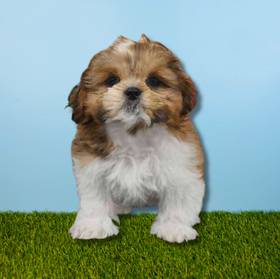 Shih Tzu