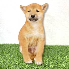 Shiba Inu