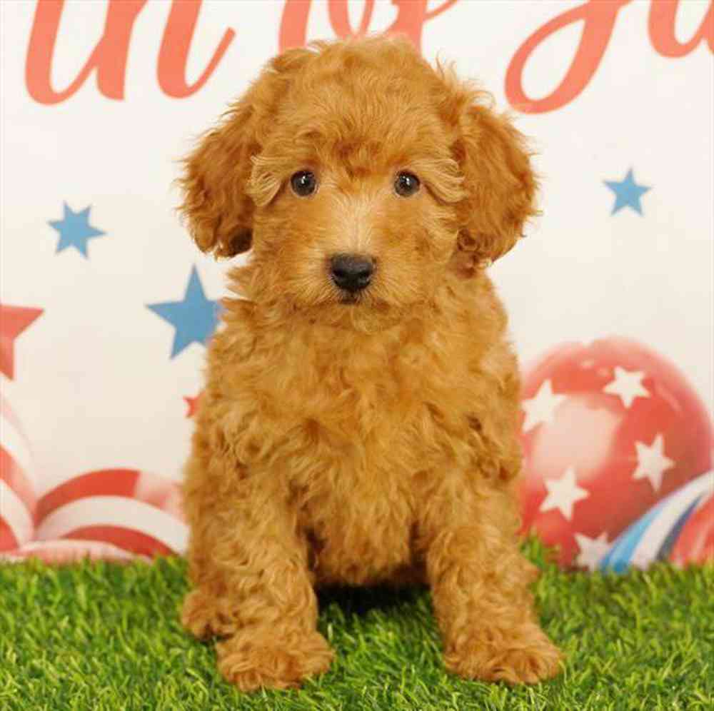 pet breed image