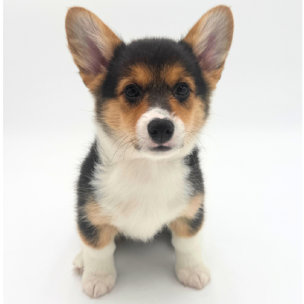 Image of a pet breed in the gallery