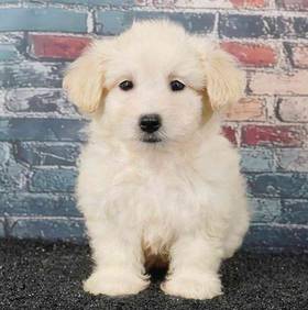Maltipoo