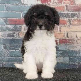 Bichapoo