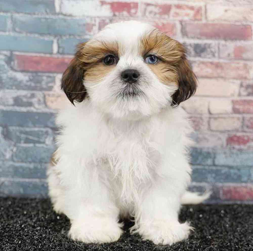 Image of a pet breed in the gallery
