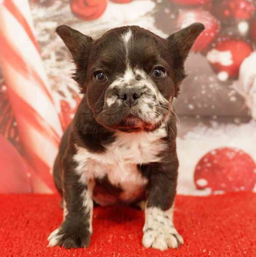 Image of a pet breed in the gallery