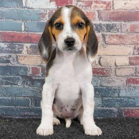 Beagle