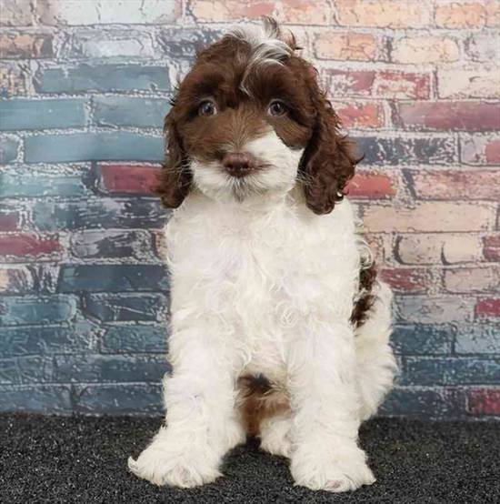 Cockapoo