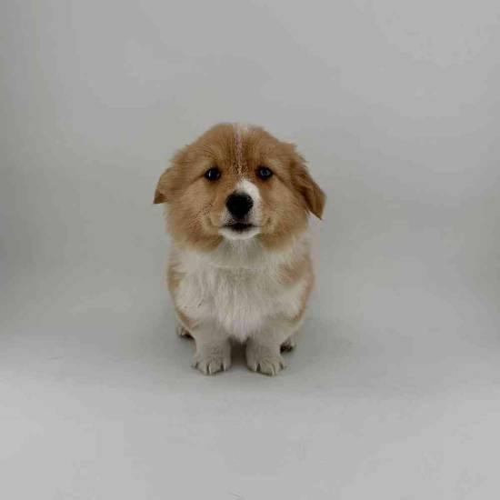 Pembroke Welsh Corgi