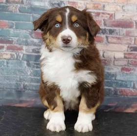 Mini Australian Shepherd