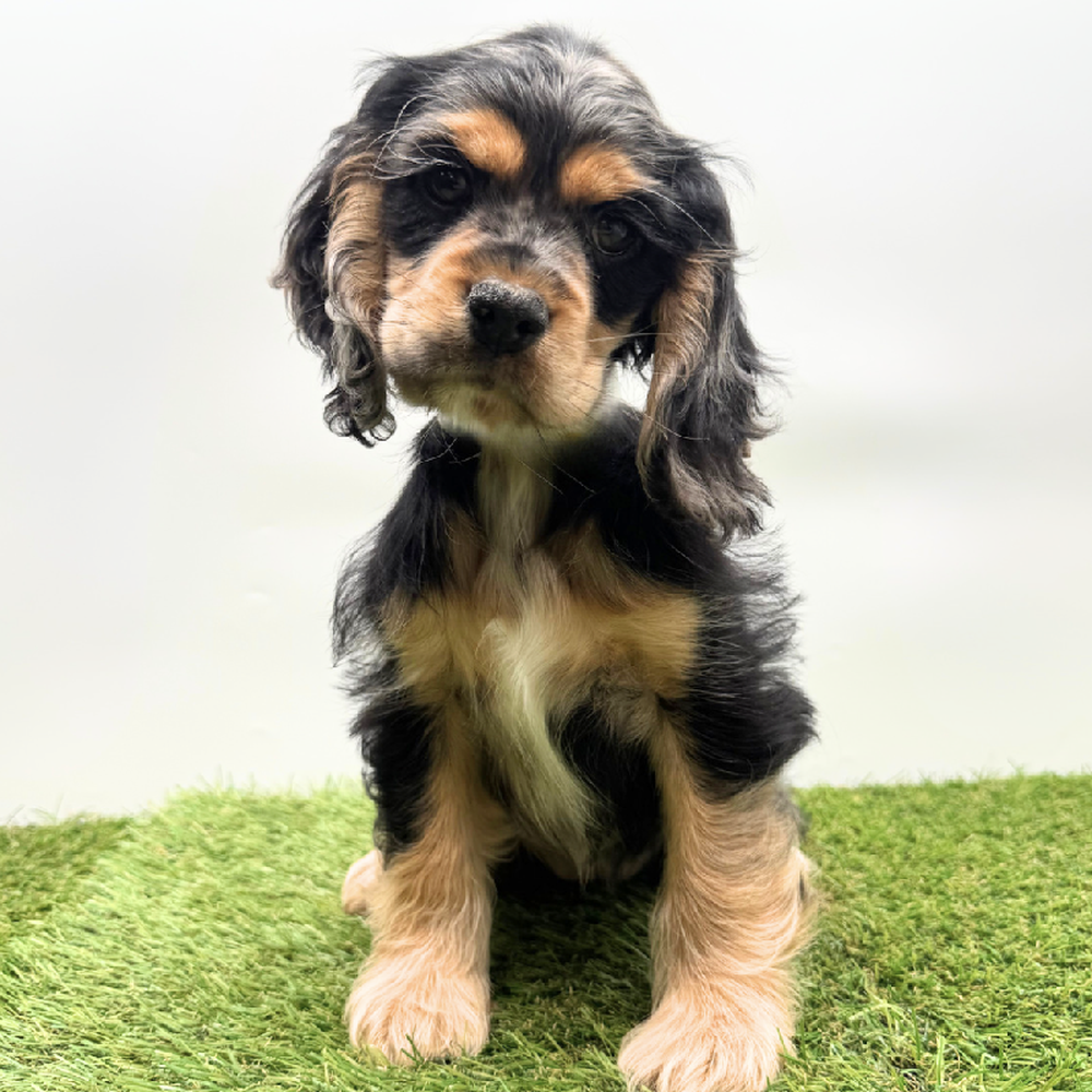 pet breed image