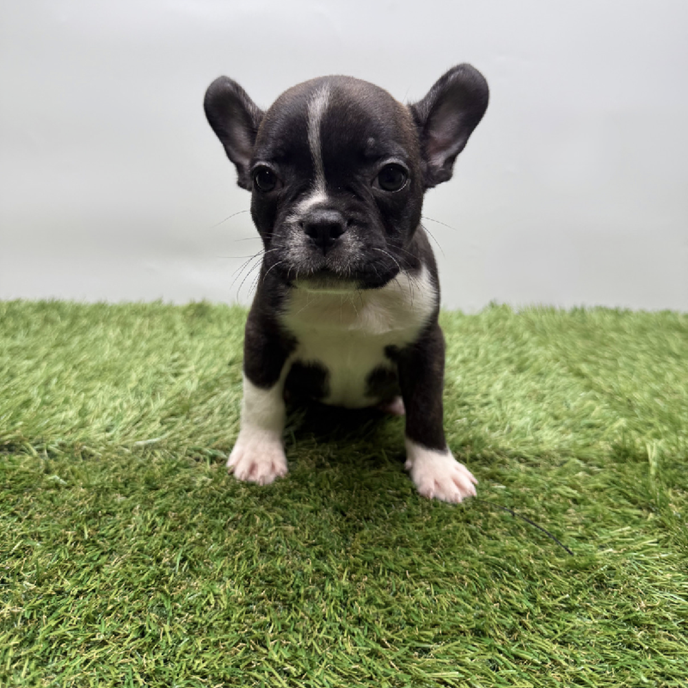 pet breed image