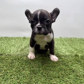 French Bulldog
