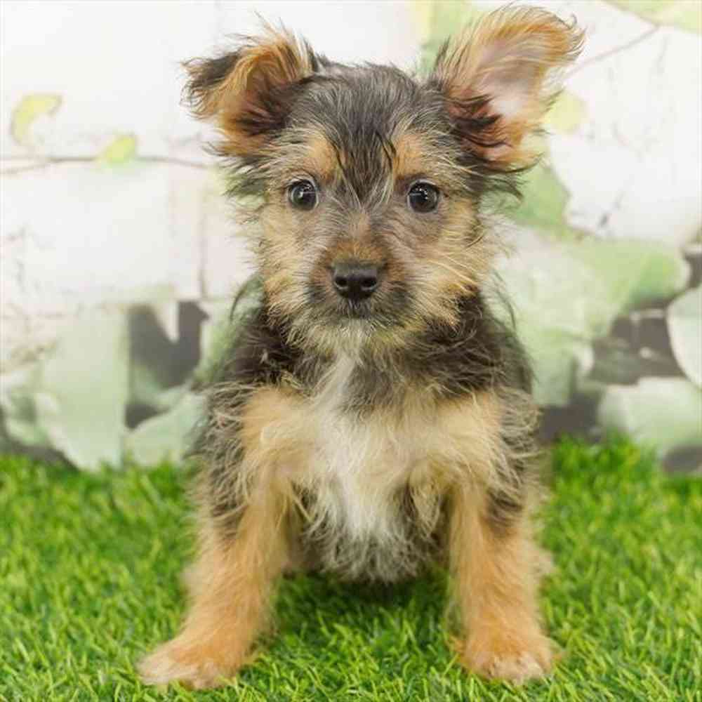 Image of a pet breed in the gallery