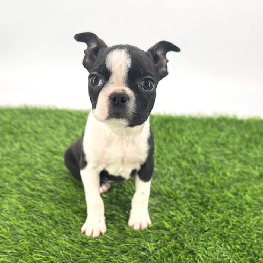 Image of a pet breed in the gallery