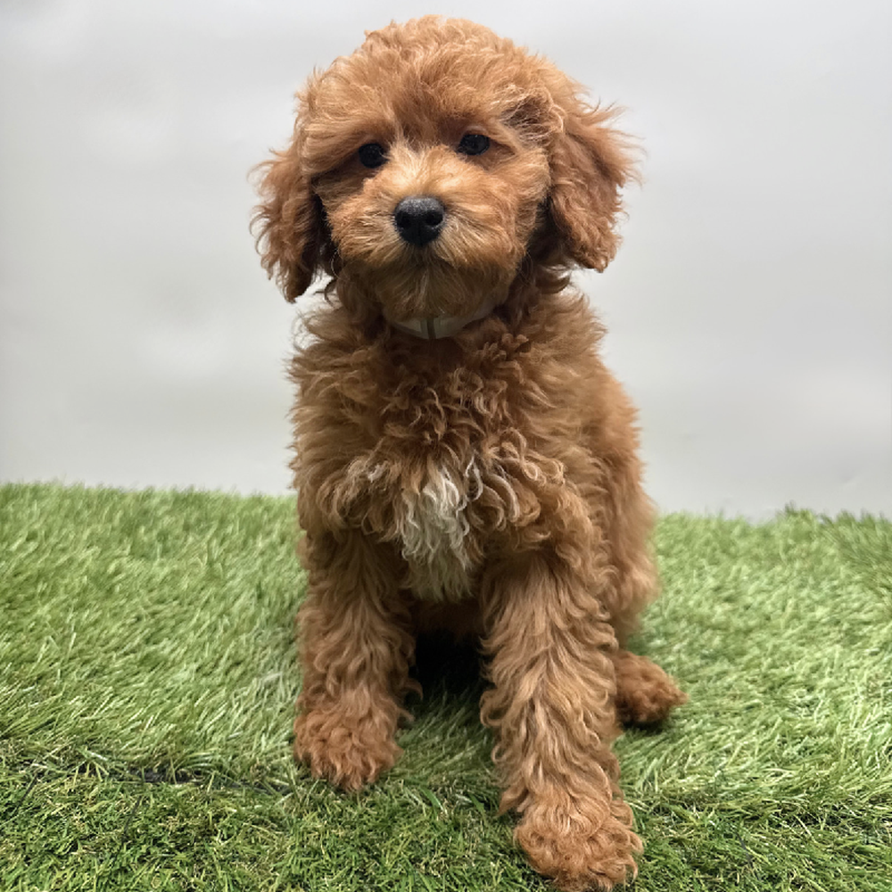 pet breed image