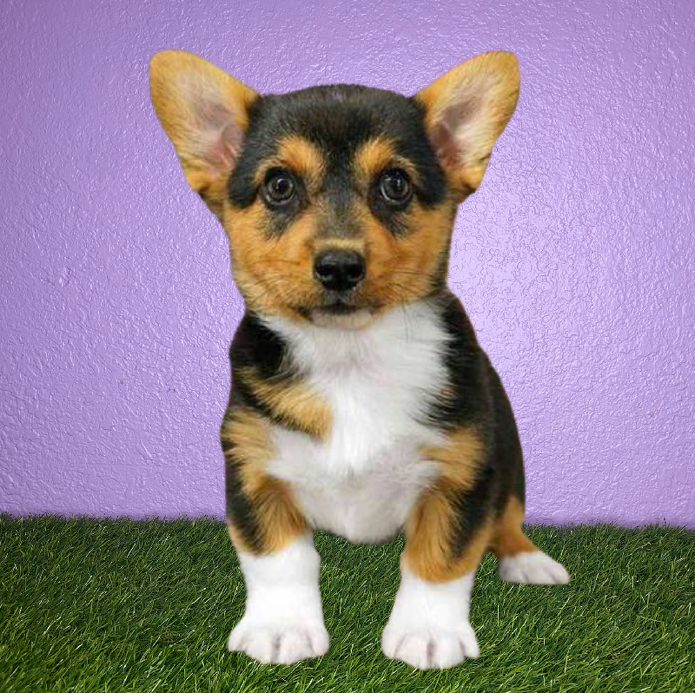 Female Pembroke Welsh Corgi Puppy for Sale in New Braunfels, TX