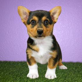 Pembroke Welsh Corgi