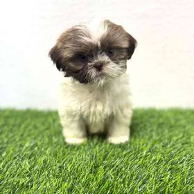 Shih Tzu