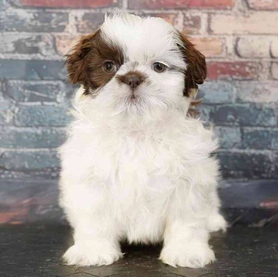 Shih Tzu