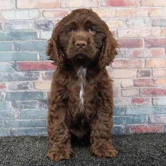 Cocker Spaniel