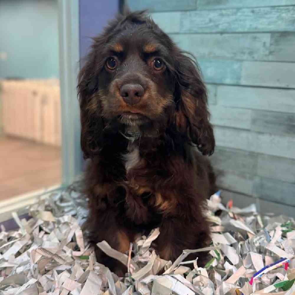 carousel pet images