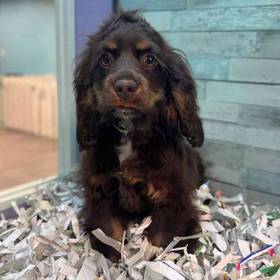 Cocker Spaniel