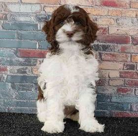 Cockapoo