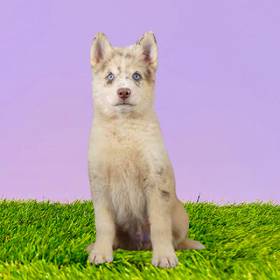 Pomsky