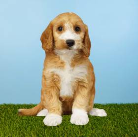 2nd Gen Mini Goldendoodle