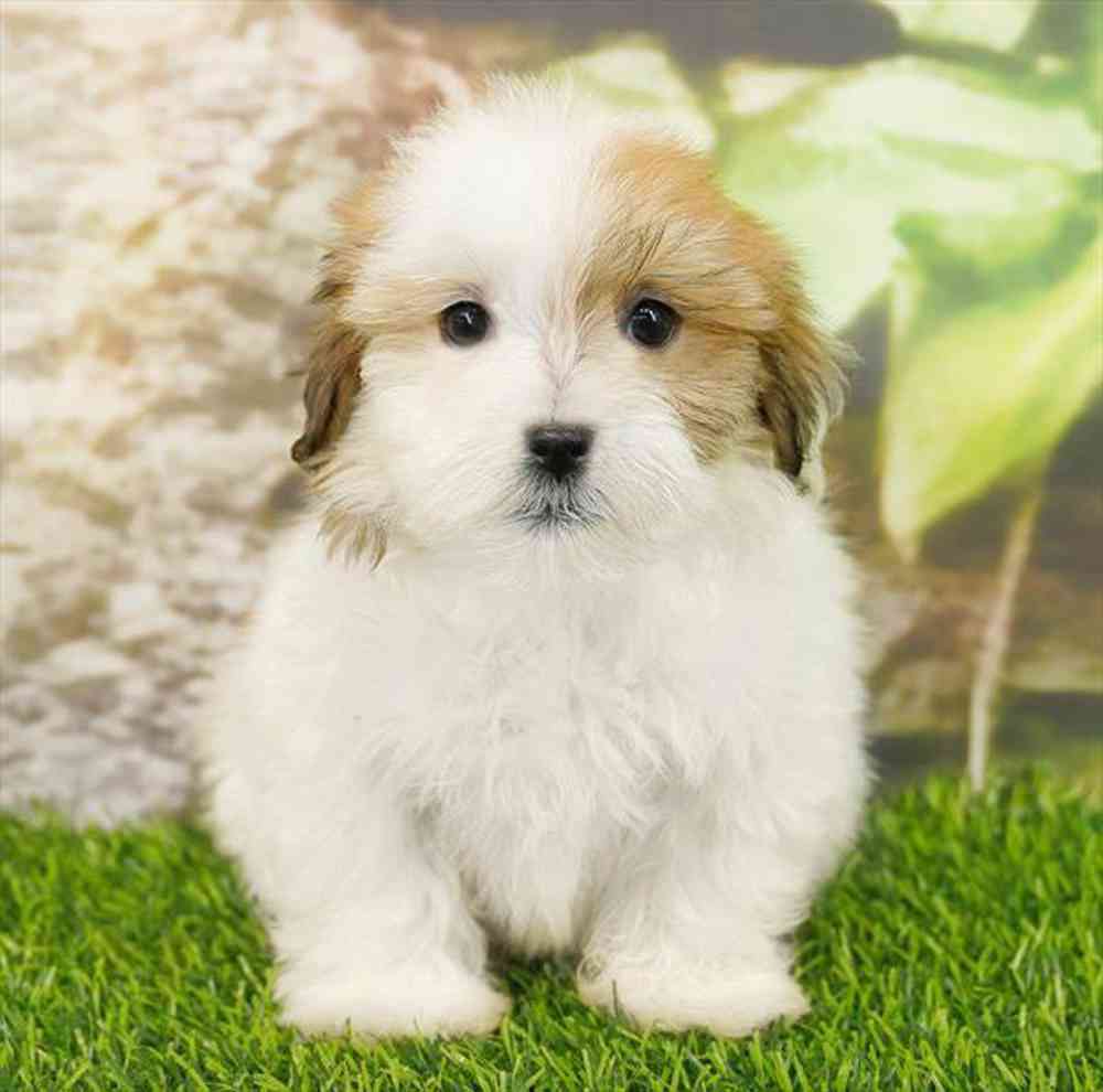Image of a pet breed in the gallery