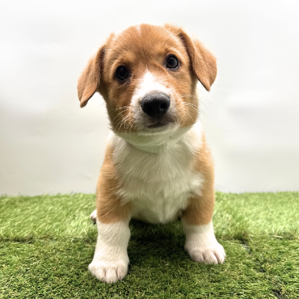 pet breed image