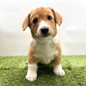 Pembroke Welsh Corgi