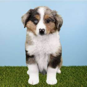 Mini Australian Shepherd