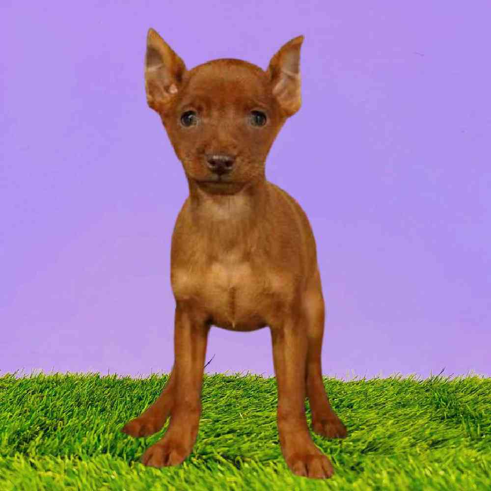 carousel pet images