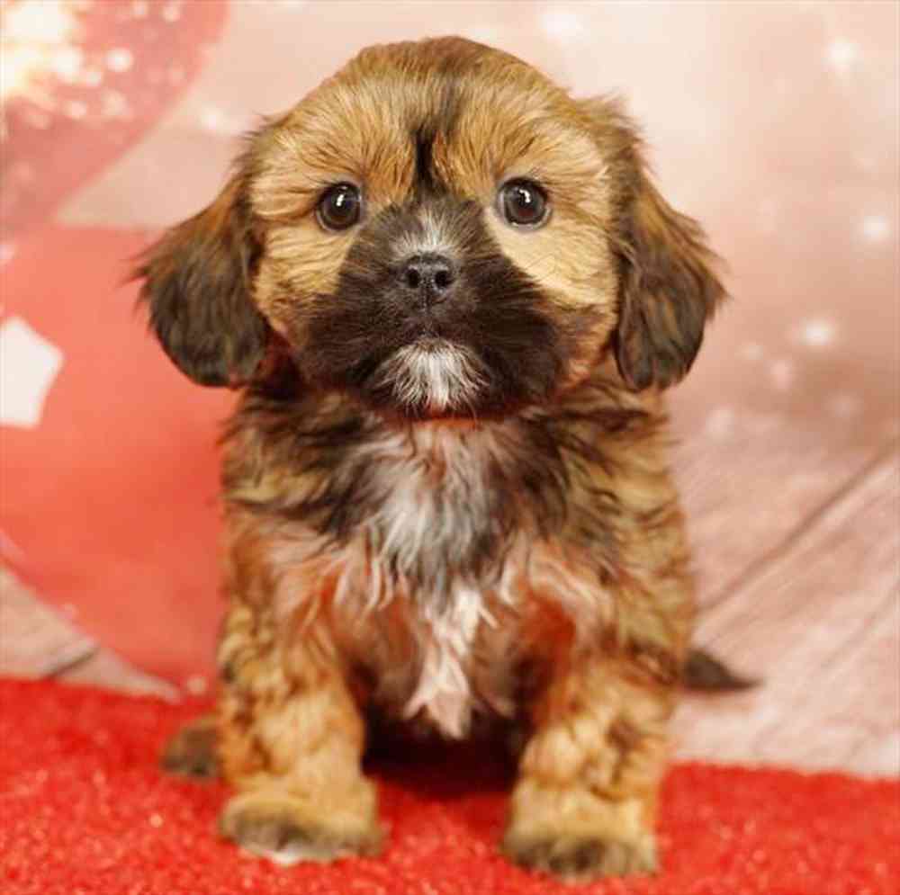 Image of a pet breed in the gallery