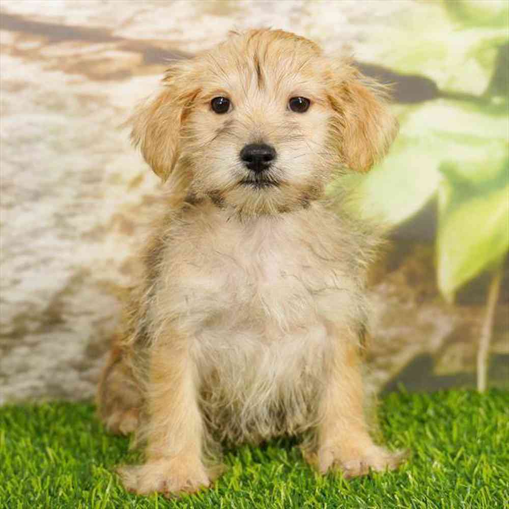 Image of a pet breed in the gallery
