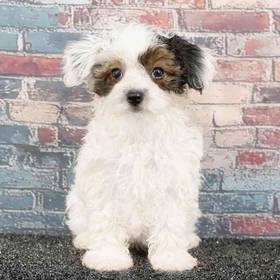 Poodle