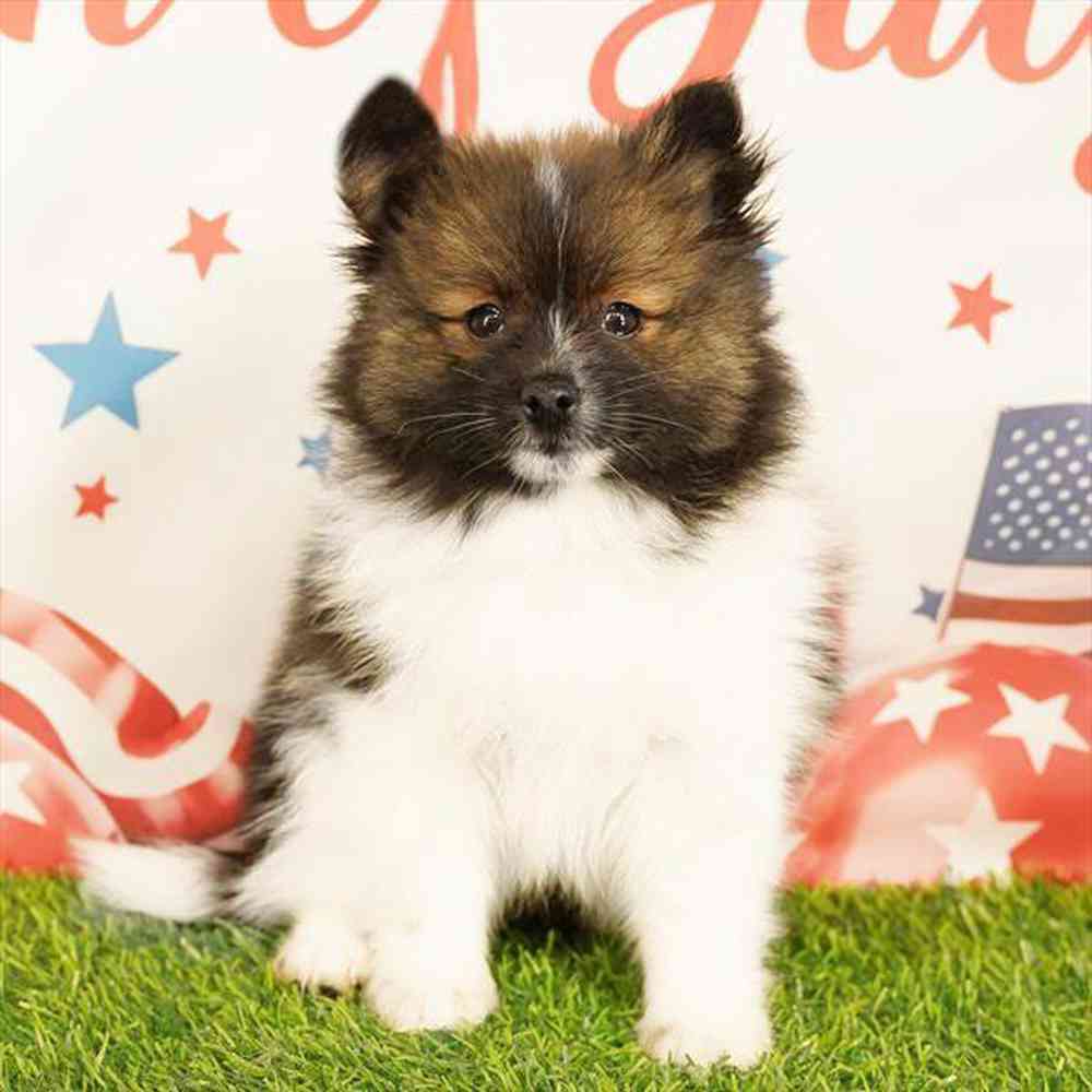 pet breed image