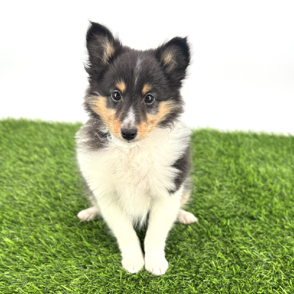 Image of a pet breed in the gallery