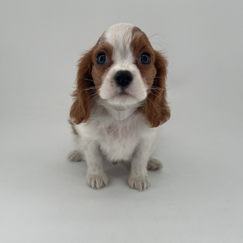 pet breed image