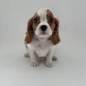 Cavalier King Charles Spaniel