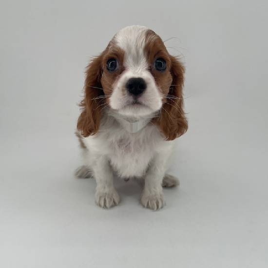 Cavalier King Charles Spaniel