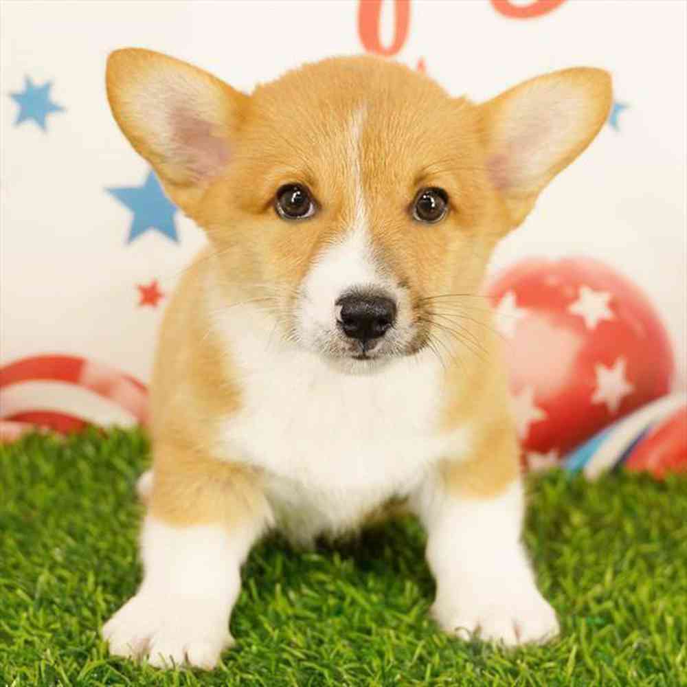 Image of a pet breed in the gallery