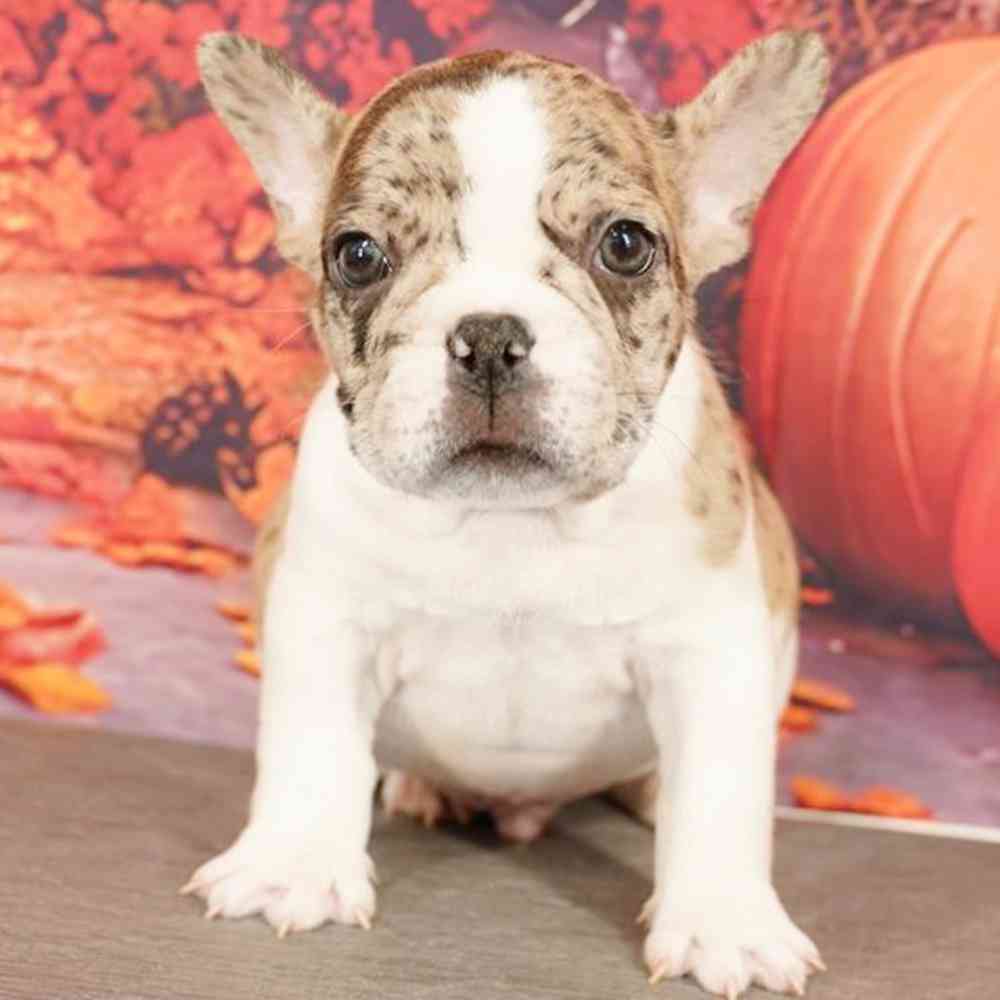 Image of a pet breed in the gallery