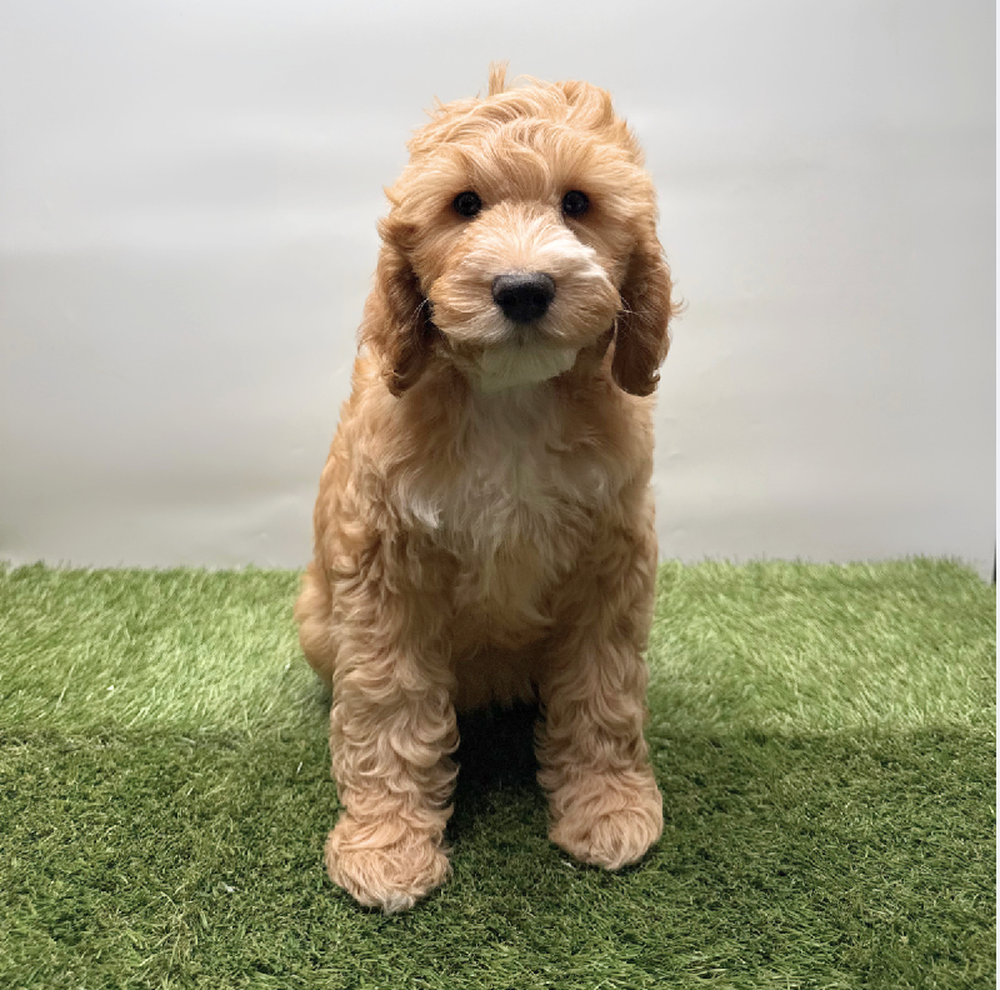 pet breed image
