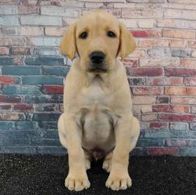 Labrador Retriever