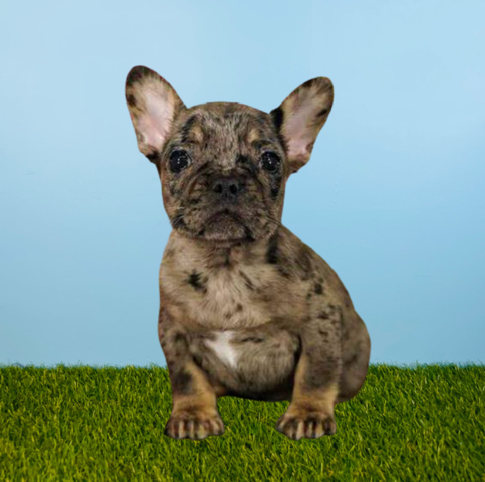 Female French Bulldog Puppy for Sale in Tolleson, AZ